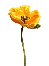 Gele papaver bloem