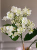 Hortensia cream / wit