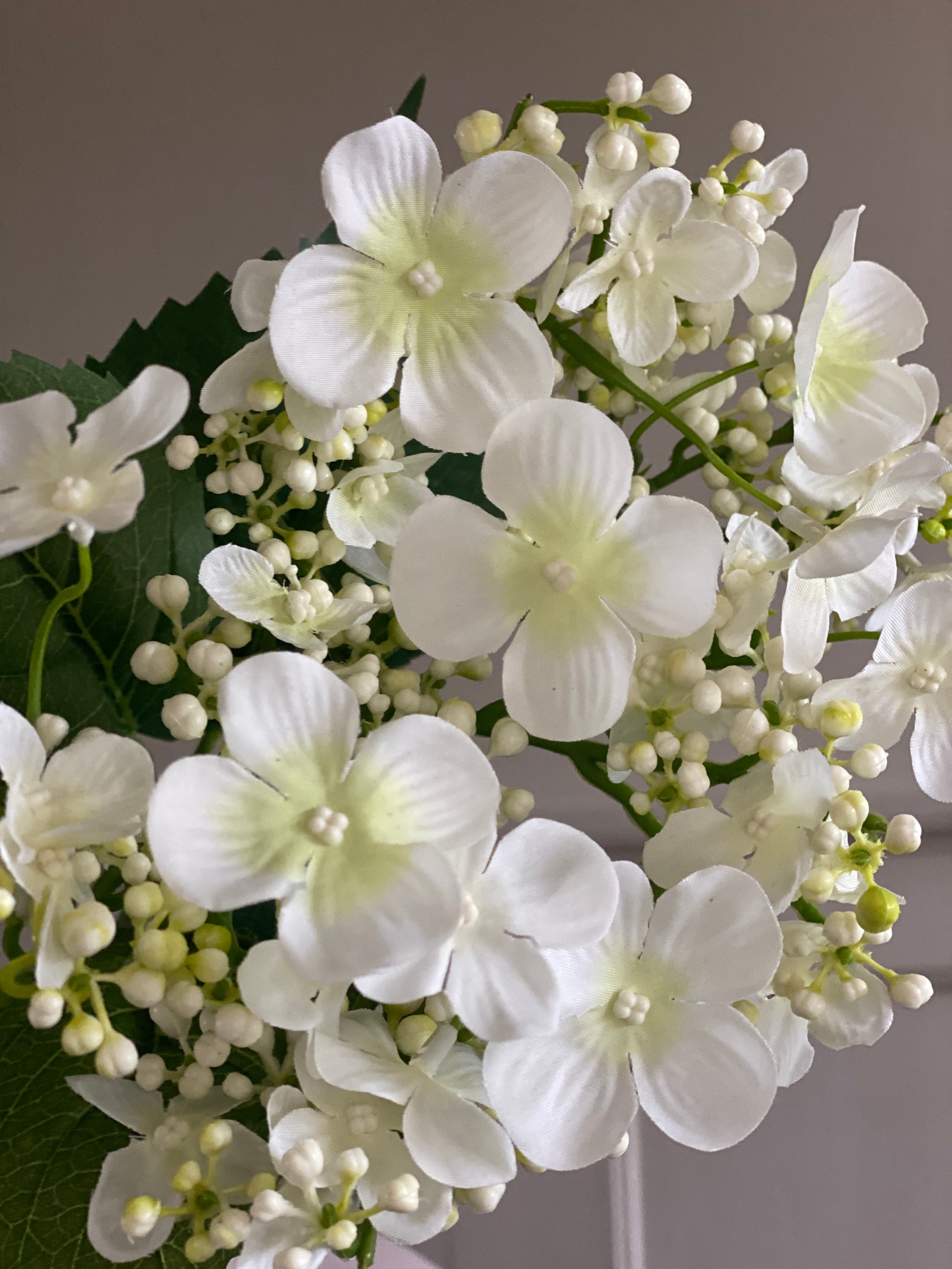 Hortensia cream / wit