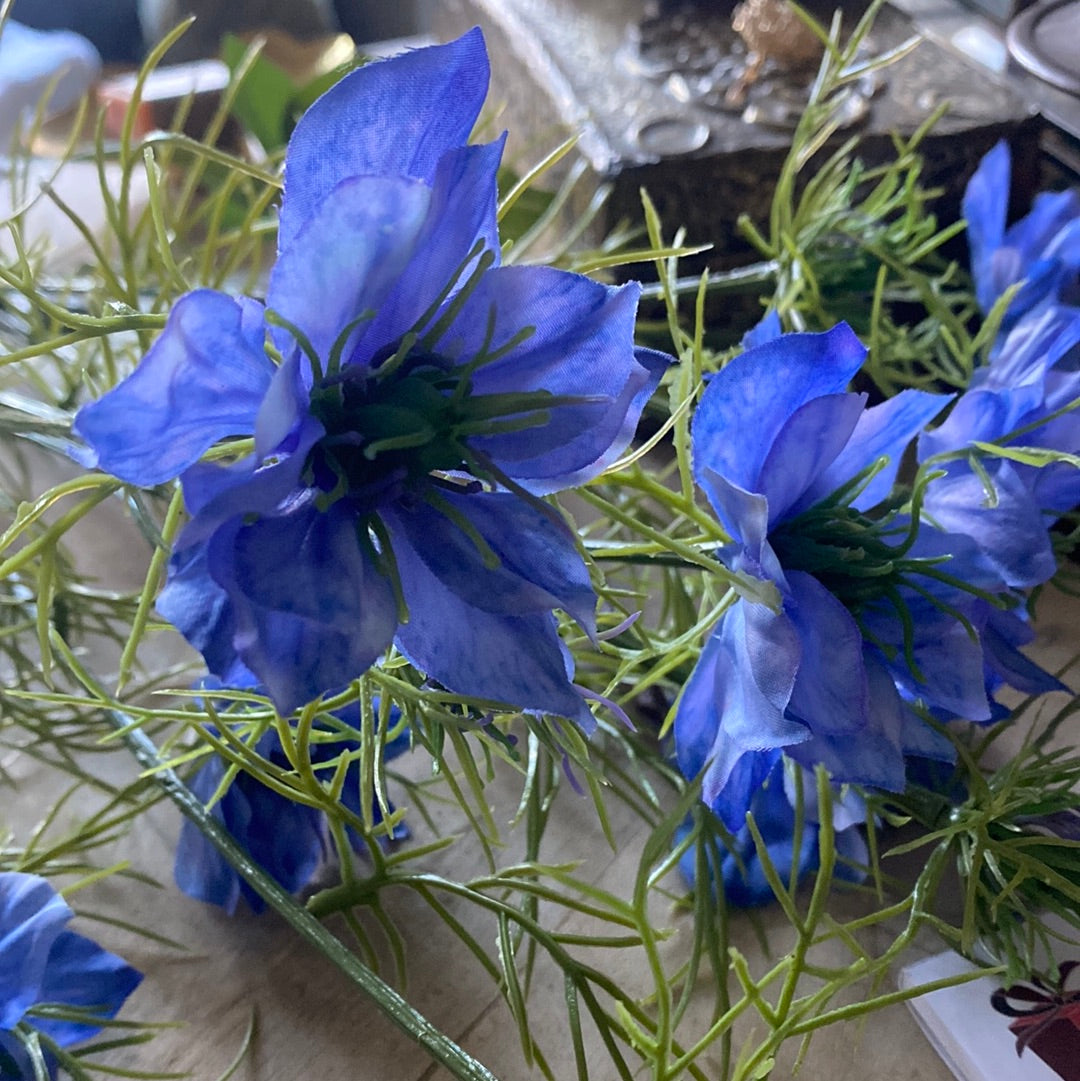 Juffertje in het groen (nigella Damascena bleu)