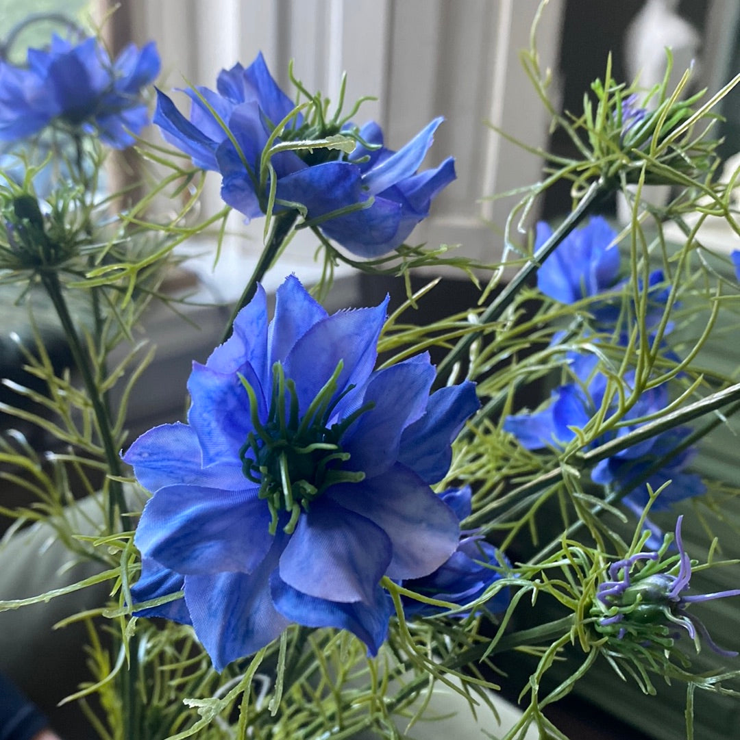 Juffertje in het groen (nigella Damascena bleu)