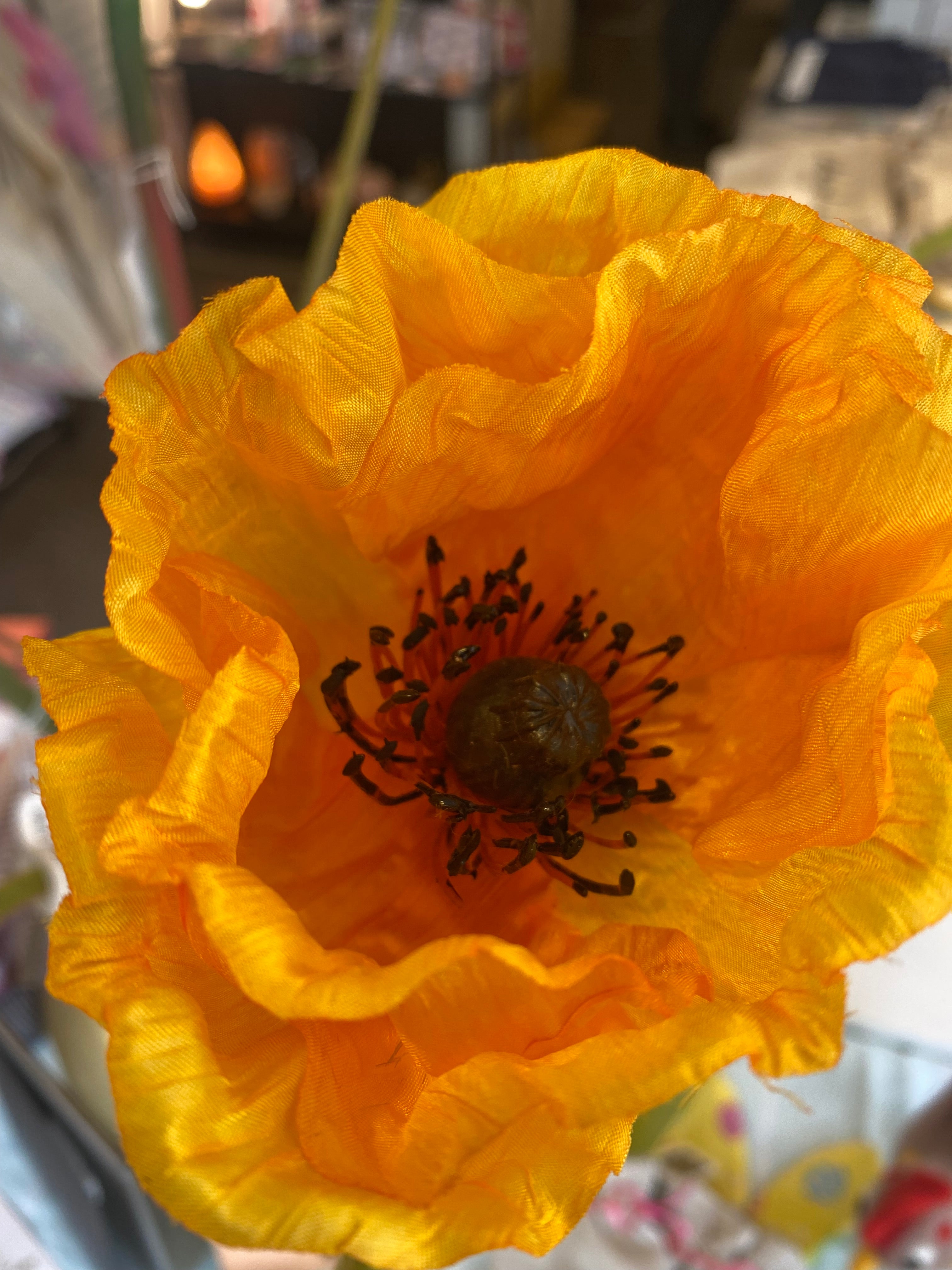 Gele papaver bloem