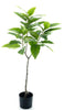 Ficus Benghalengsis Audrey 130 cm Kunstplant