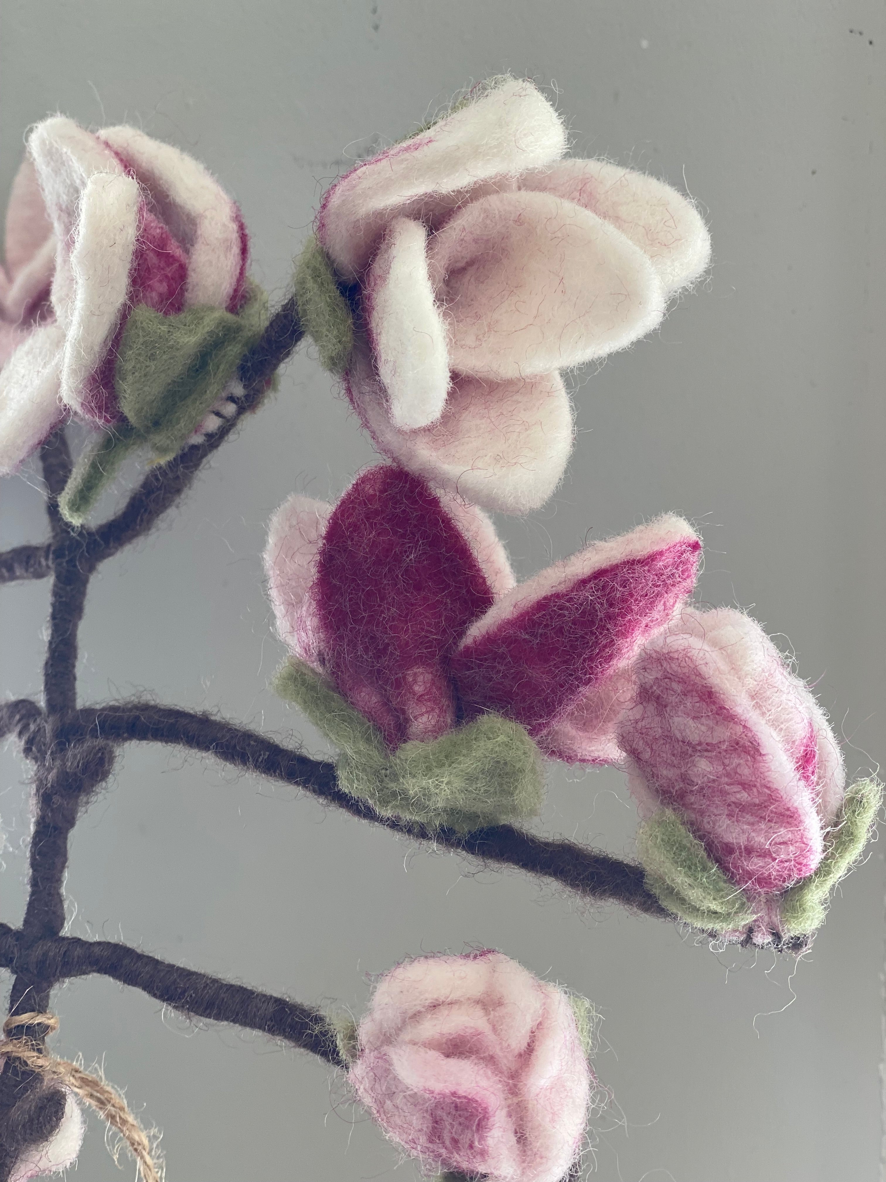 Magnolia tak wolvilt