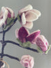 Magnolia tak wolvilt