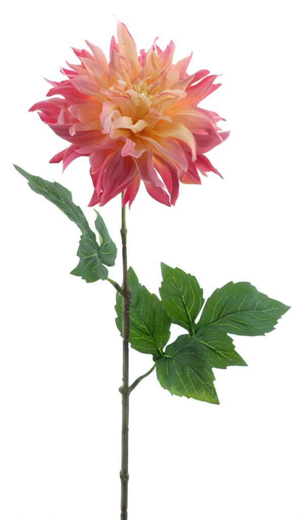 Dahlia farmer creme /pink