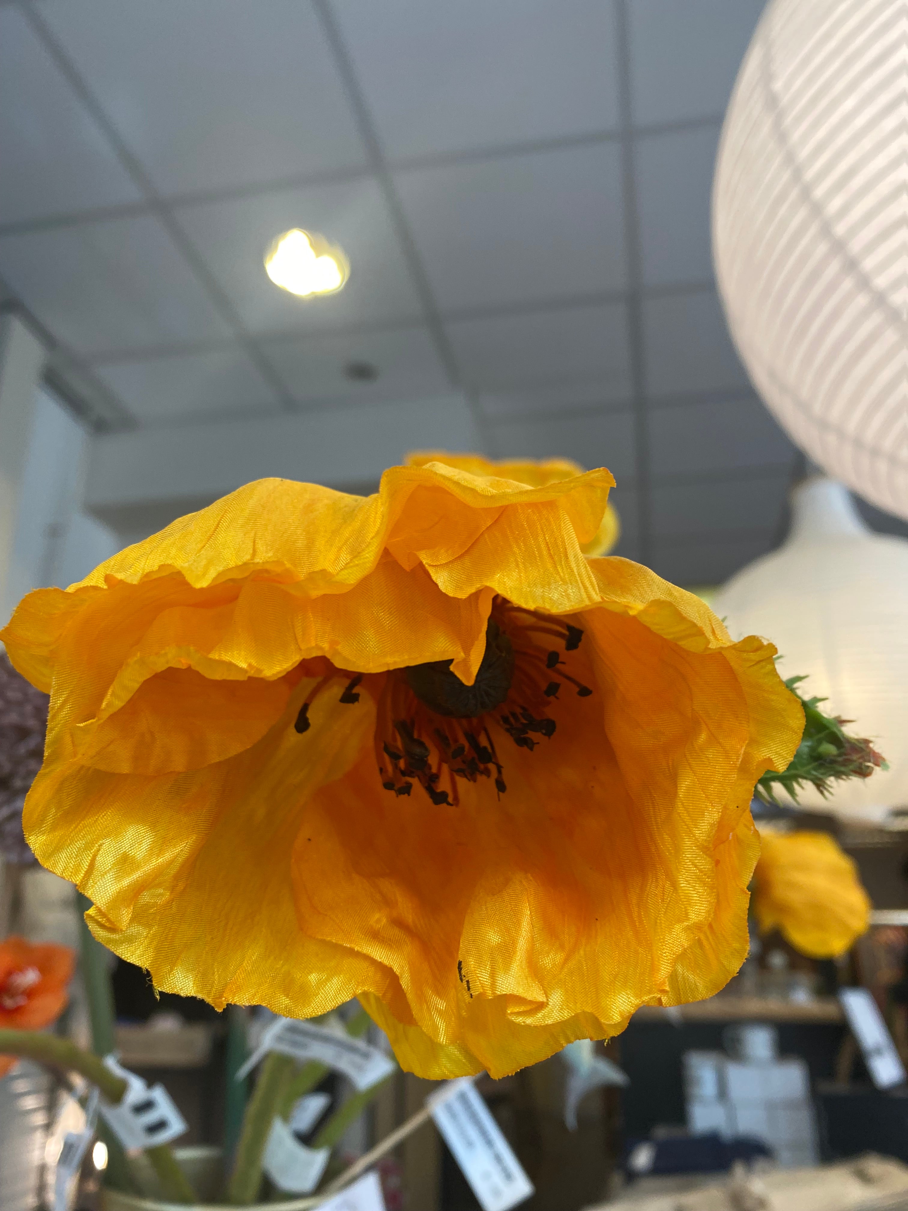 Gele papaver bloem