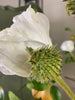 Witte papaver bloem zijde