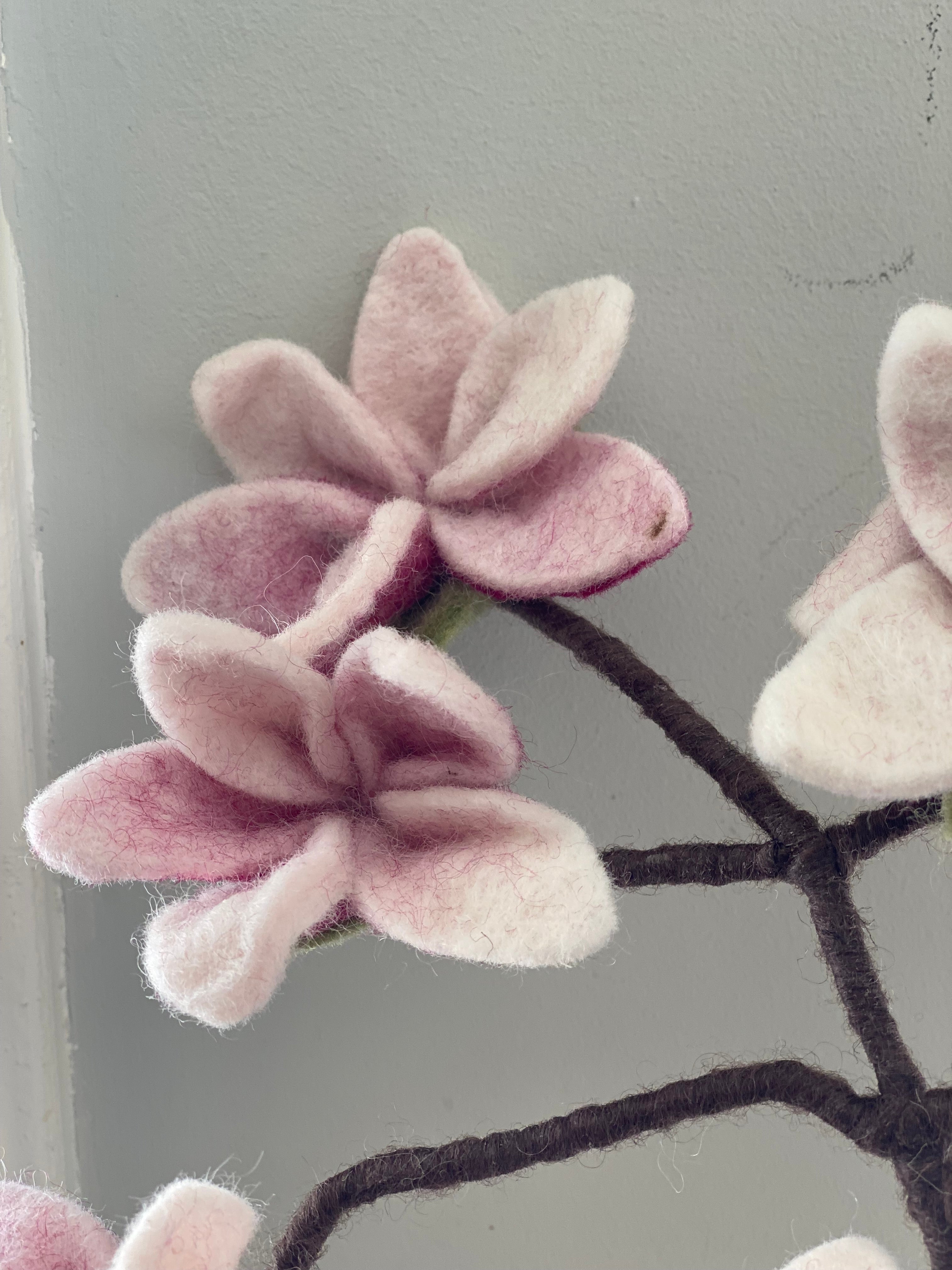 Magnolia tak wolvilt